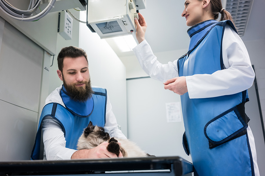 Directores Veterinarios  radiografían a un gato