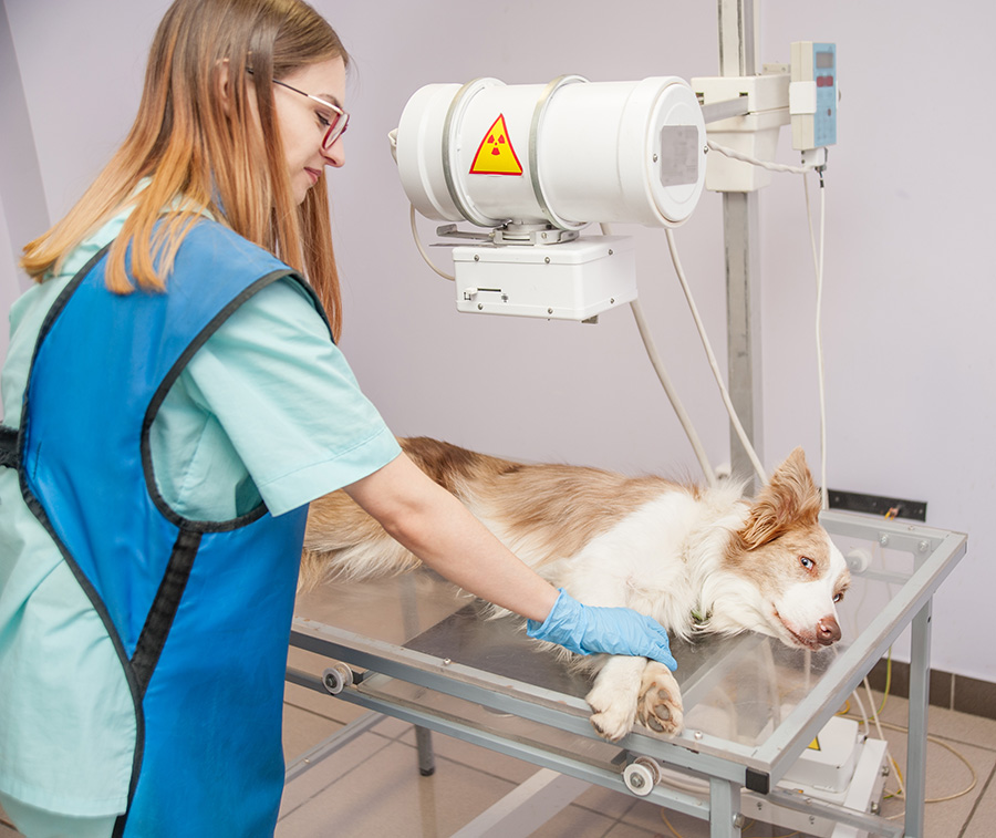 Director Veterinario - realiza radiografía a un perro