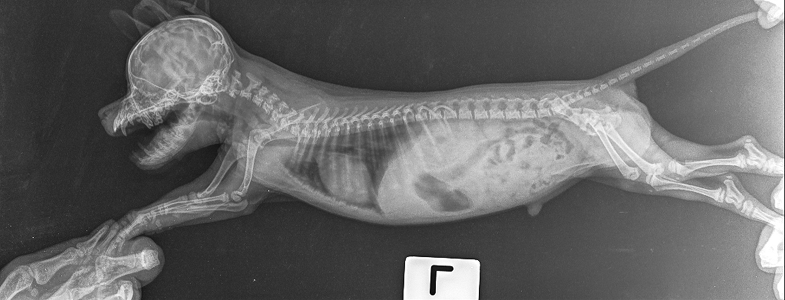 Operador Veterinario- radiografía de un cachorro