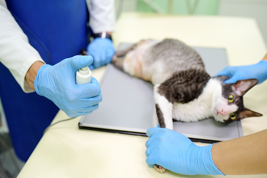 Protección radiológica - veterinarios hacen radiografía a un gato