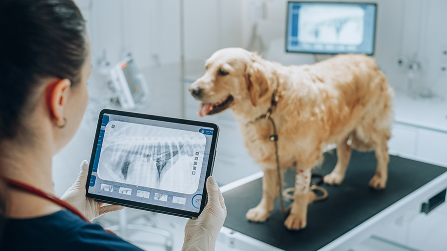 Operador Veterinario estudiando una radiografía a un perro