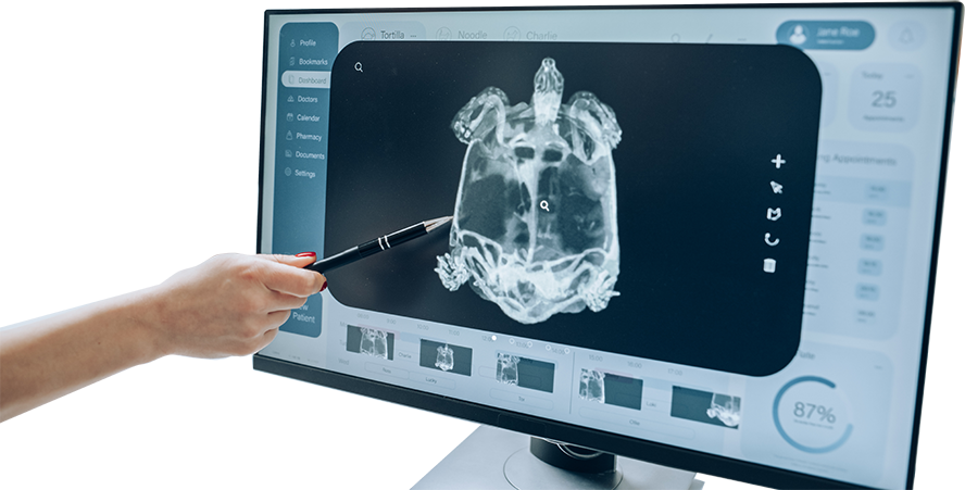 Operador Veterinario estudiando una radiografía a una tortuga
