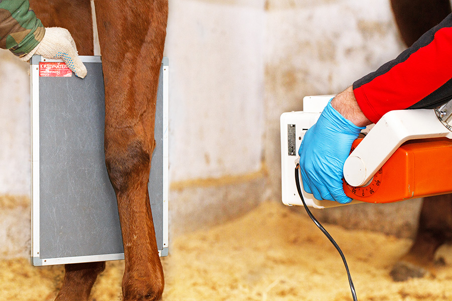 Protección radiológica - veterinario realiza radiografía a la rodilla de un caballo